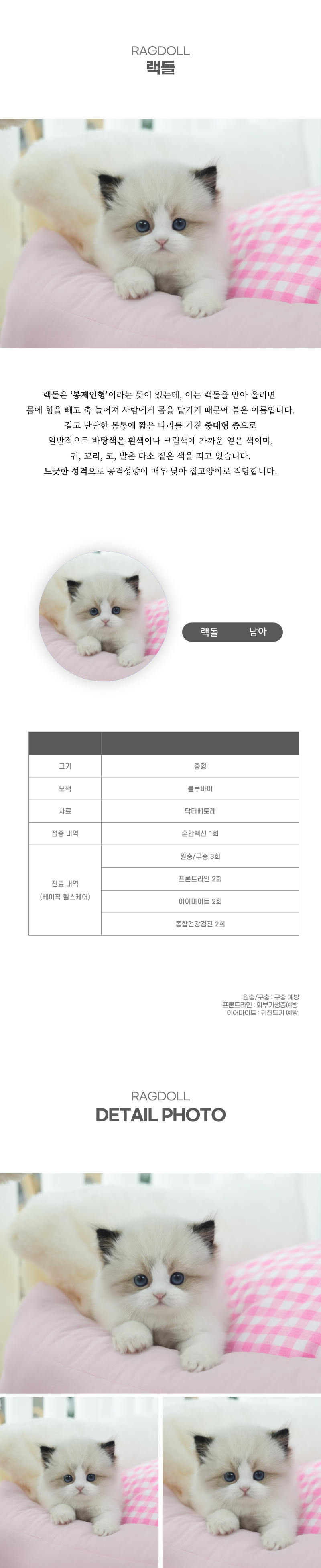 랙돌_상세이미지_2
